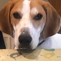 Male foxhound 22 months-0