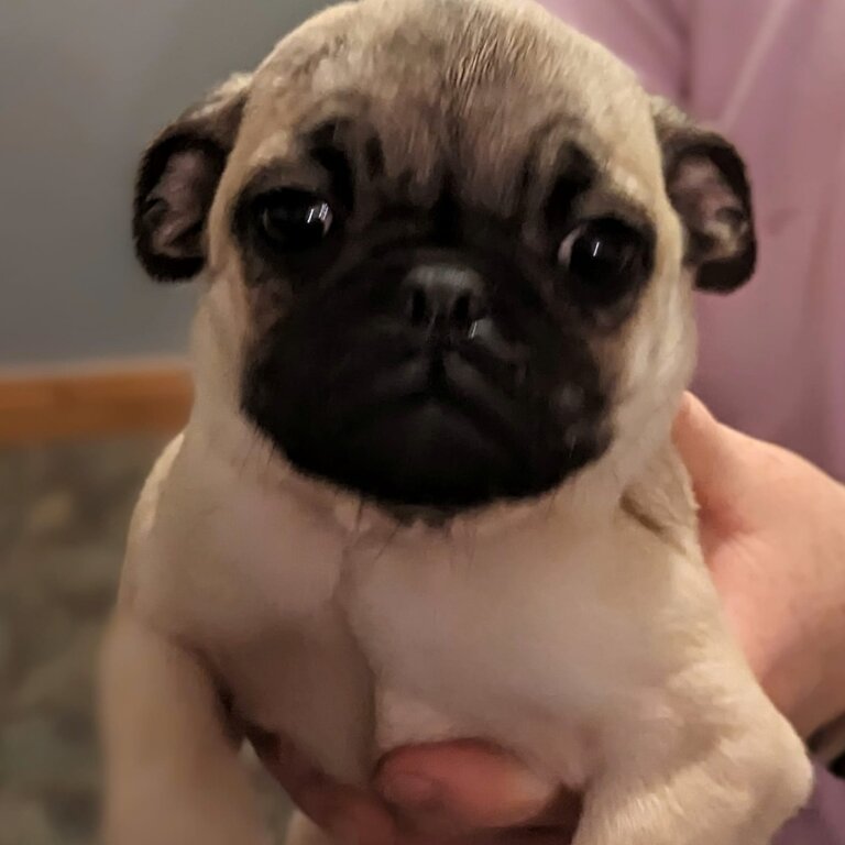 Purebred pug pups