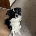 Bordie collie for adoption -4