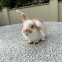 Male mini lop-0