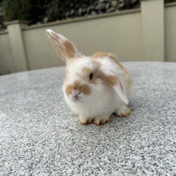 Male mini lop