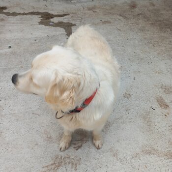 Female golden retreiver to good home only. Has slight peripheral eyesight deficit, lovely natured do