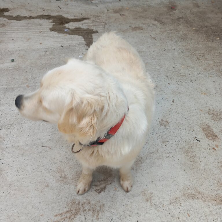 Female golden retreiver to good home only. Has slight peripheral eyesight deficit, lovely natured do