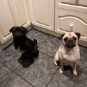 Purebred pug pups-4