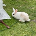 Rabbit for sale-5