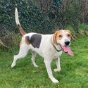 Male foxhound 22 months-1