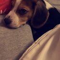 Beagle pup for sale to good home -0