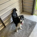 Bordie collie for adoption -3