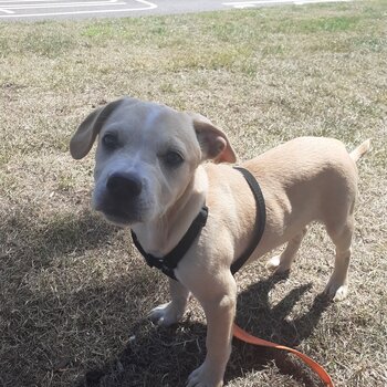 Jack mix very playful and loves to drive with the car