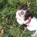 Springer Spaniel puppies-5