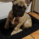 French Bulldog pup for sale -0