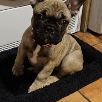 French Bulldog pup for sale 