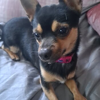 Female full bred chihuhua