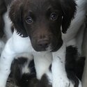 Springer Spaniel puppies-2