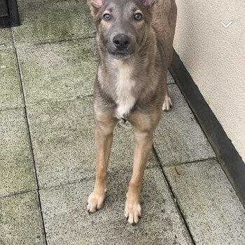 Belgian Malanois x lurcher 