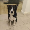 Full breed collie good with dogs and older children would be good for an energetic person or farm -0