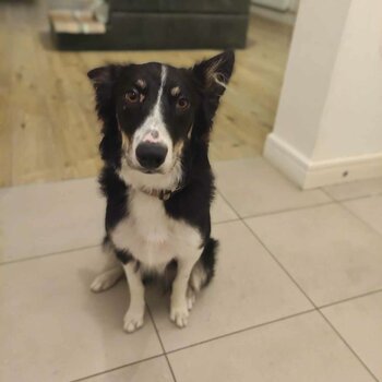 Full breed collie good with dogs and older children would be good for an energetic person or farm 