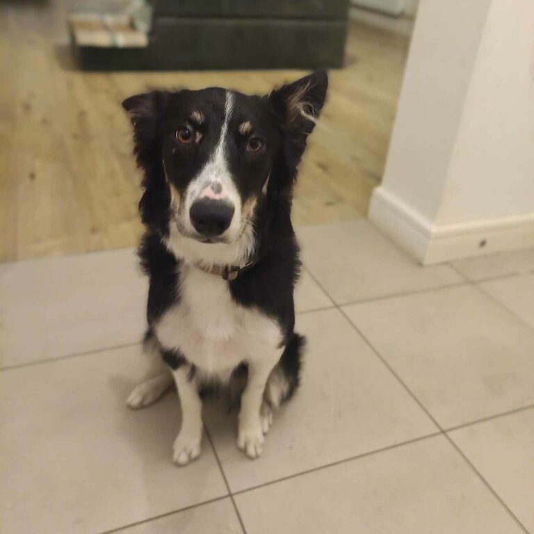 Full breed collie good with dogs and older children would be good for an energetic person or farm 