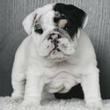 Beautiful male and female English bulldog puppies are now-0