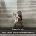 French Bulldogs for sale -2