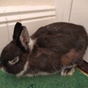 Neatherlands dwarf rabbits and lion head rabbit 8 months old -4