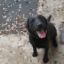 Black Labrador free-1