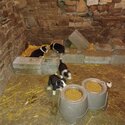  Collie pups for sale  Parents good working dogs very friendly -3