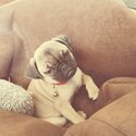 Beautiful female pug puppy-2