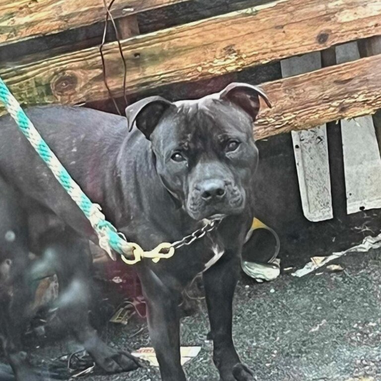 Staffy fór sale 