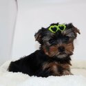 Gorgeous Teacup Yorkie Puppies!-1