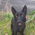 Beautiful black German Shepherd-3