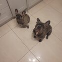 French Bulldog-2