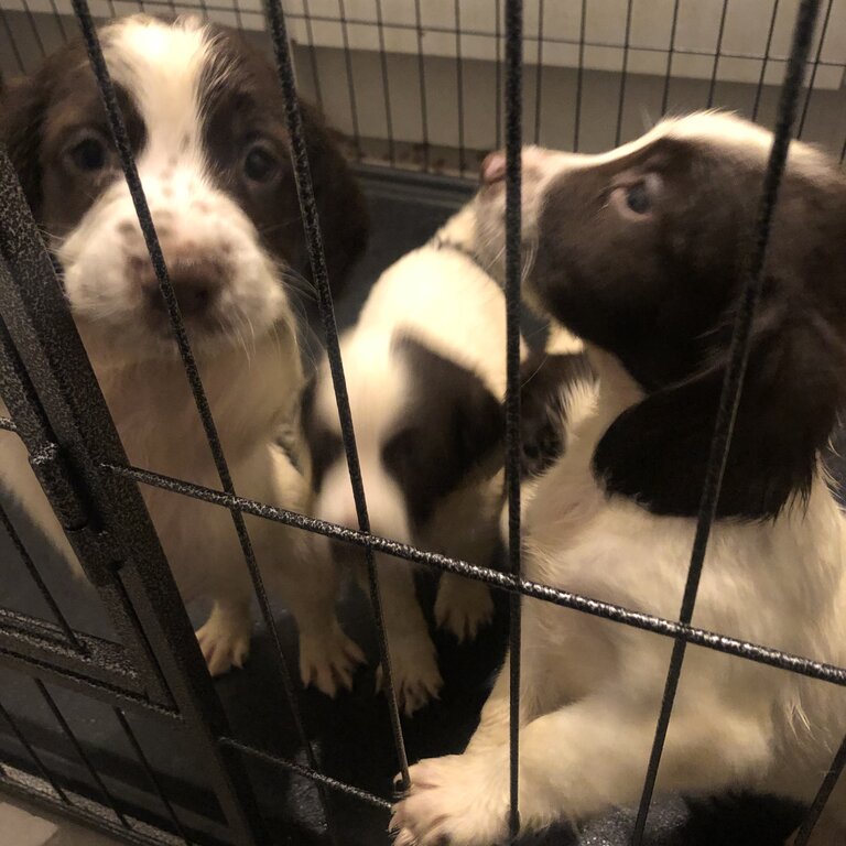 Beautiful purebred springer spaniel pups for sale 