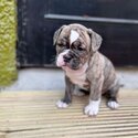 Olde Tyme English Bulldogge puppies -0