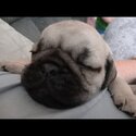 Purebred pug pups-2