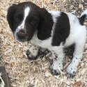 Springer Spaniel puppies-3