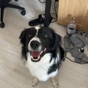 Bordie collie for adoption -2