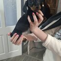 Baby Dachshund looking for a forever home -0