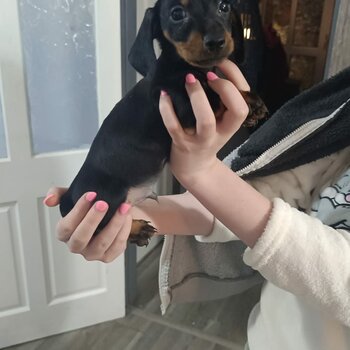 Baby Dachshund looking for a forever home 