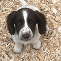 Springer Spaniel puppies-0