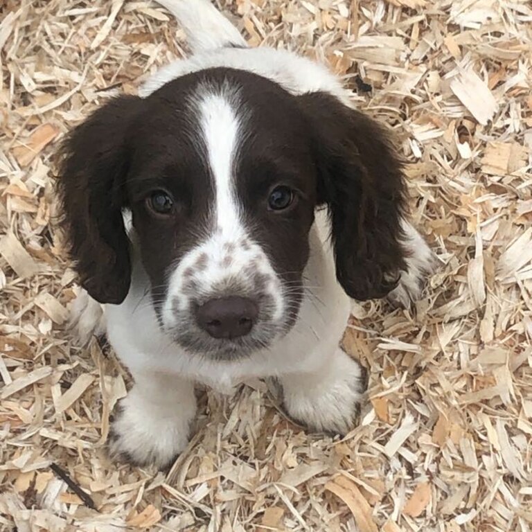 Springer Spaniel puppies