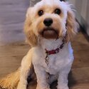 15 month male cavachon-0