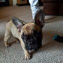 French Bulldog pup for sale -1