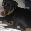 Rottweiler for sale -2