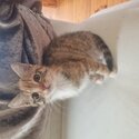 2 female kittens free to good homes -2