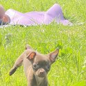 Purebred male Chihuahua puppy -2