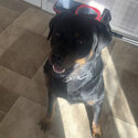 Rottweiler needs loving home-1