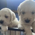 Beautiful Golden Retriever Puppies -1