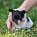 4 week old Labrador in Dublin-0