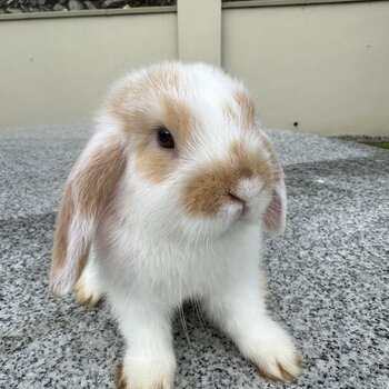 Male mini lop